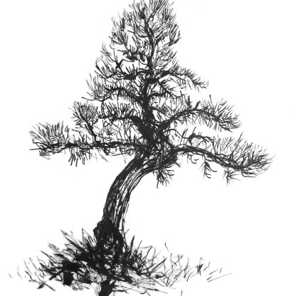 Apunte de bonsái - Tinta china y caña 29x40 cm.