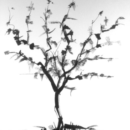 Apunte de árbol 01 - Tinta china 32x41 cm.